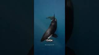 The Ocean’s Most Dangerous Predator?#shorts #orca