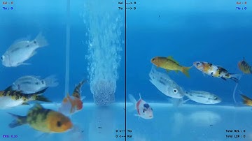 Fish(object) Detection, Classification, Tracking and Counting