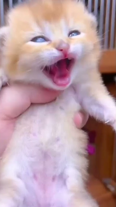 choti si billi