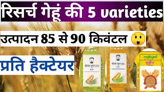 गेहूं की उन्नत किस्में | गेहूं की नई किस्में | new variety of wheat seed | Top 5 wheat seed variety