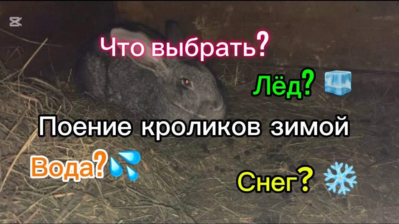 Поение кроликов зимой. Что выбрать? Лёд Вода? Снег? #кролики #выгодноехозяйство #кролиководство 