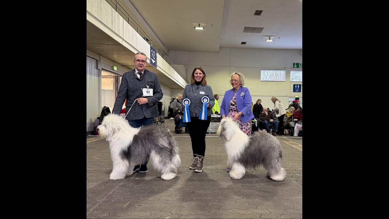 IDS Kassel/GER Judging old english sheepdog