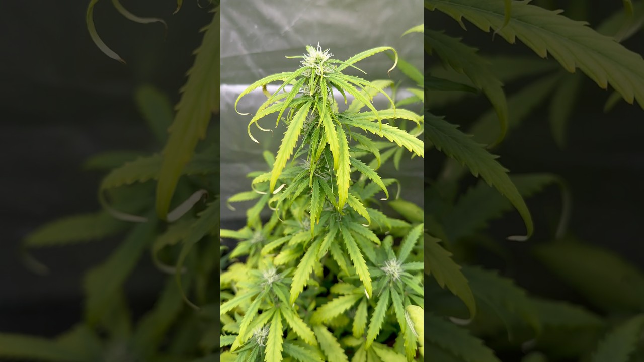 Afghan Kush en problemas? Te leo en comentarios 🫡