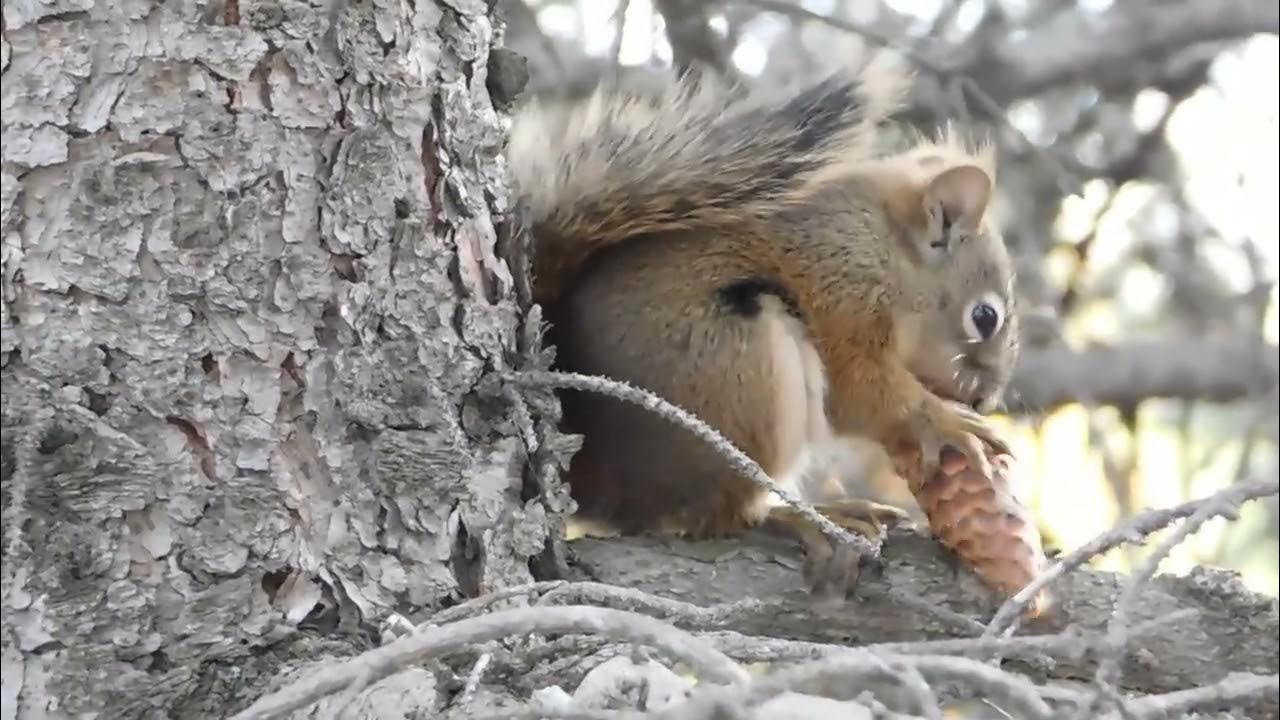 Morning squirrel observation. Continuation. YouTube