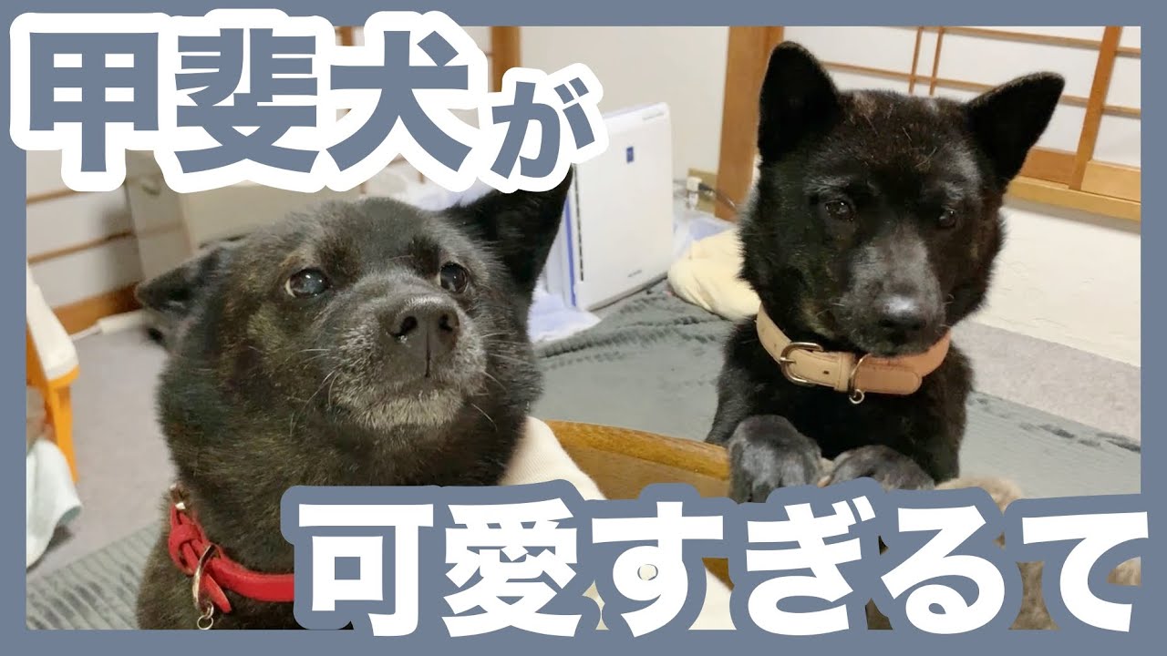 【甲斐犬】立ち上がって飼い主に甘えたがる甲斐犬2匹が可愛すぎる〜！