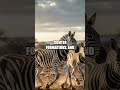 Dawn on the Savannah: Predator and Prey in Balance