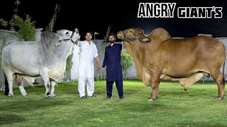 Biggest Brahman Bulls At Nagina Cattle Farm  Bakra Eid 2024  Bakra Mandi 2024  Dangerous Bulls