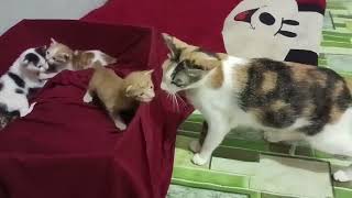 The 3 week old kitten has started learning to walk, and its mother is accompanying it