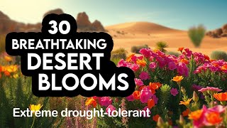 30 Best Desert Flowers to Grow in Hot & Dry Climates | Drought Tolerant & Beautiful Desert Plants
