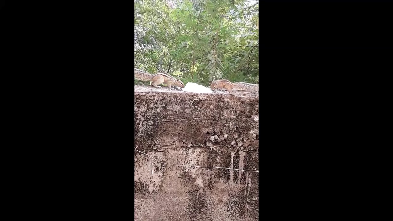 Indian Squirrels Eating Cooked Rice YouTube