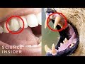 Understanding Human Canines