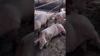 Cerdos. Des Pues De Ser Castrado