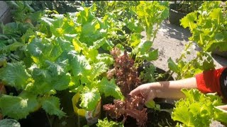 Petik sayuran di kebun atap || gambas dan selada @VopiindianaGarden