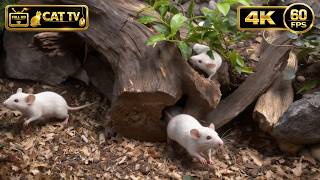 [NO ADS] CAT TV 😺 White Mice MEGA COLONY: 50+ Mice Garden Invasion 🐭 4K 60FPS - Rewind Cat TV