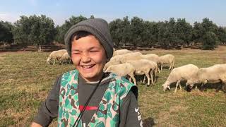 12 yaşındaki Şevki çoban konuşmasıyla aklıyla şimdiki gençlere örnek olur inşallah