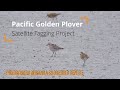 Introduction: Pūkorokoro Miranda Shorebird Centre Pacific Golden Plover Satellite Tagging Project