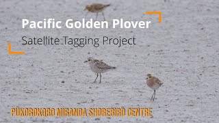 Introduction: Pūkorokoro Miranda Shorebird Centre Pacific Golden Plover Satellite Tagging Project