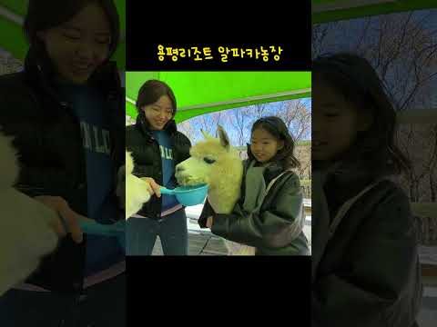#알파카 #<strong>용평리조트</strong> #알파카농장