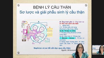 Thận - Tiết Niệu: Bệnh lý cầu thận