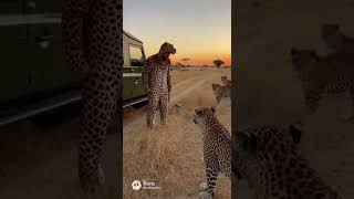 Will the Leopards Accept Him? Epi 18