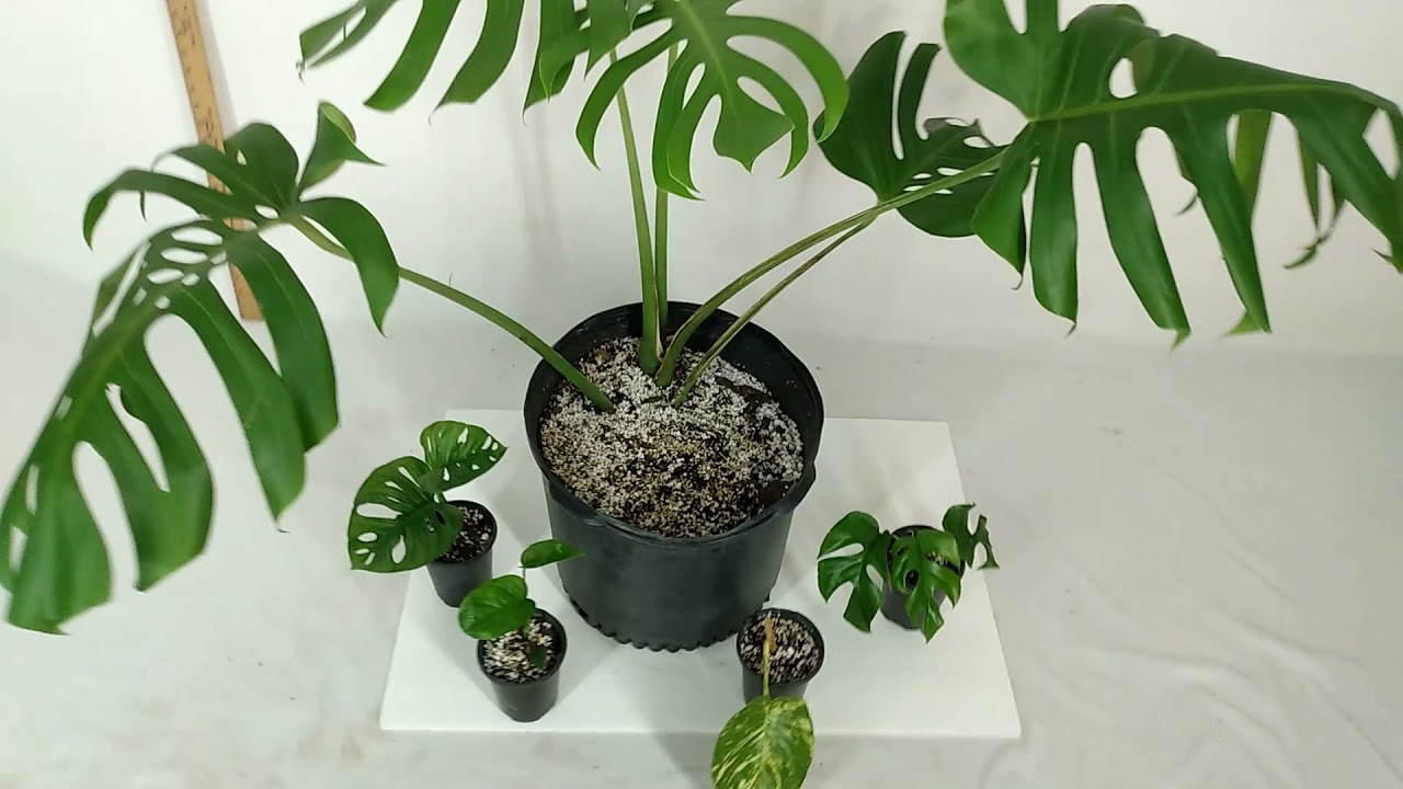 split philodendron plant Philodendron 'Lickety Split' Live Plant, 8