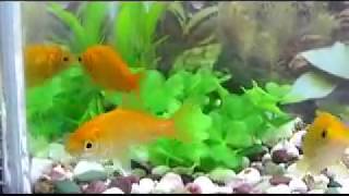 【レモンコメット】　約６ｃｍ～８ｃｍ