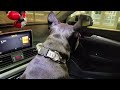 Milo & Odie in car, waiting for Mummy #bostonterrier #frenchbulldog #dogs #frenchie #pets #animals