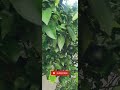how to grow #khetibadi #organicfarmar #nature nature beauty