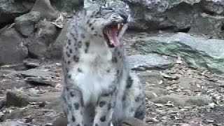 Silent Roar: Searching for the Snow Leopard [Nature/Wildlife Documentary]