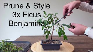 Prune & style 3 x Ficus Benjamina