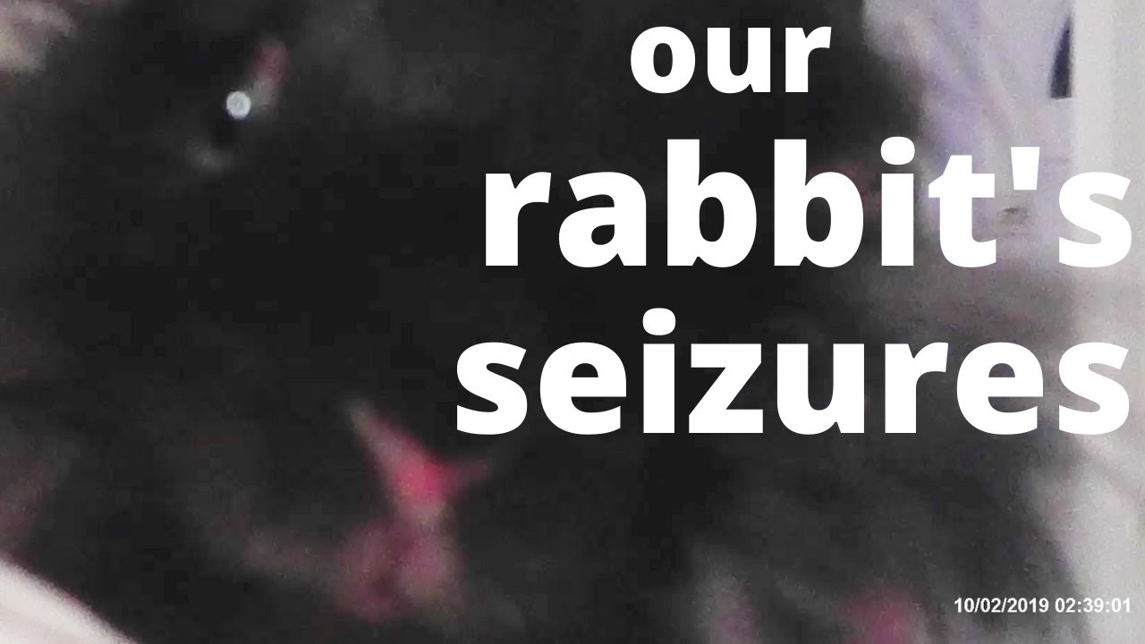 Caring for a rabbit with GI stasis and seizures' 