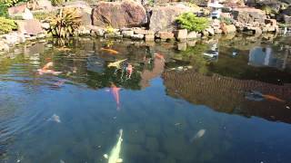 Tetra Pond Care: Algae Control