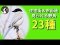 【解説】身近な野鳥多数!住宅街・市街地の野鳥23種!