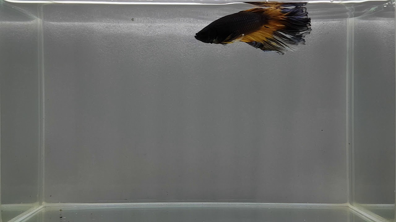 Male Betta MY185 Black Mustard Gas Rose Tail Premium Grade YouTube