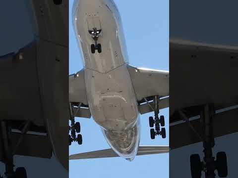 A330 Landing At Vegas  #airplane #aviation #planespotting