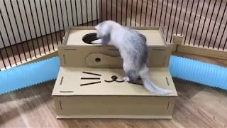 FERRET PLAY HOUSE　フェレット フェレットワールド お家 ハウス トンネル かわいい 動画 プレイハウス