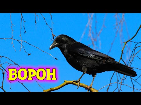 Шепот Крыла.  Тайны Ворона.
