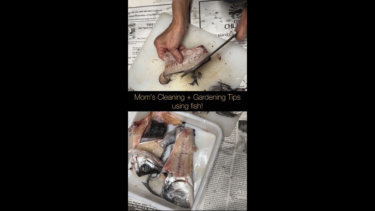 Mom's Fish Cleaning Tips for Cooking & Gardening Hack Using Fish 🐟🌱