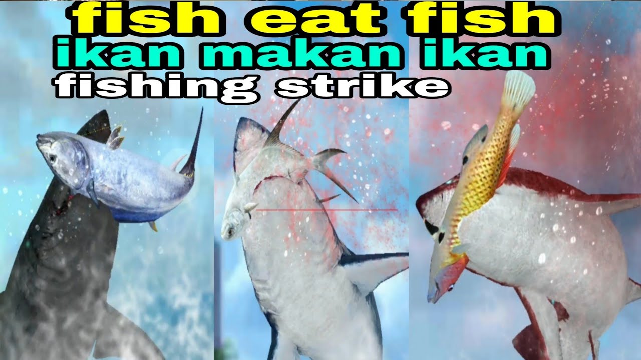 Fishing strike ikan makan ikan fish eat fish YouTube