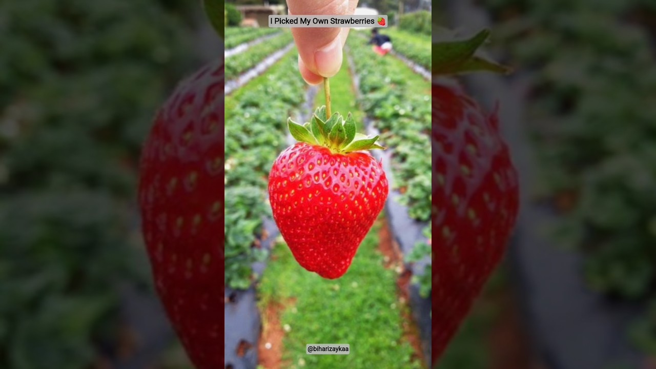 I Picked My Own Strawberries 🍓 | New Year Hills Trip #mixtape #shorts