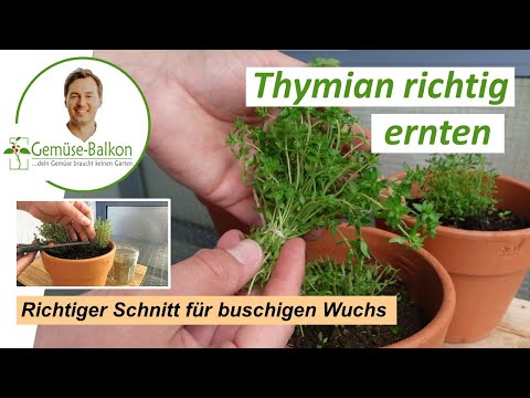 Video: Thymian schneiden: Wie man Thymian schneidet