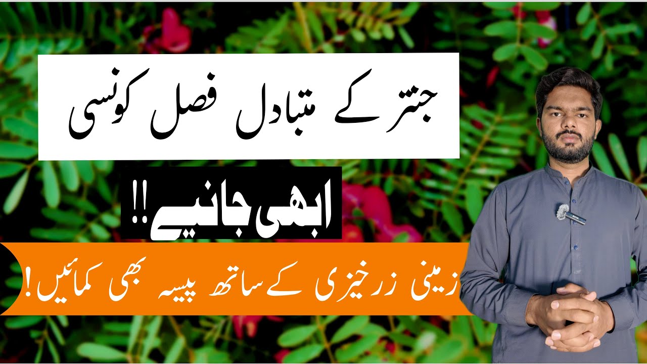 Best Alternatives to Jantar(sesbania) for Green Manuring | Improve Soil Fertility Naturally