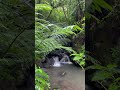 Красоты Доминиканской природы. #shortvideo #short #природа #река #водопад #джунгли #релакс #красота