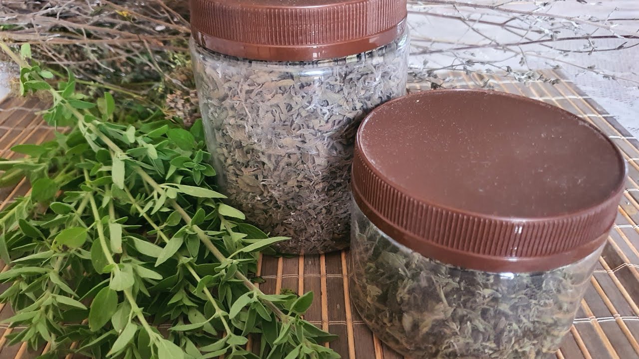 COMO DESIDRATAR ORÉGANO #oregano