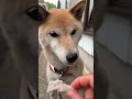 ライブ ハイライト 柴犬コロ🐕 #柴犬コロ #柴犬 #可愛い #ライブ配信 #犬 #shibainu #dog