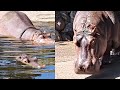 Hippopotamus #hippopotamus #wildanimal