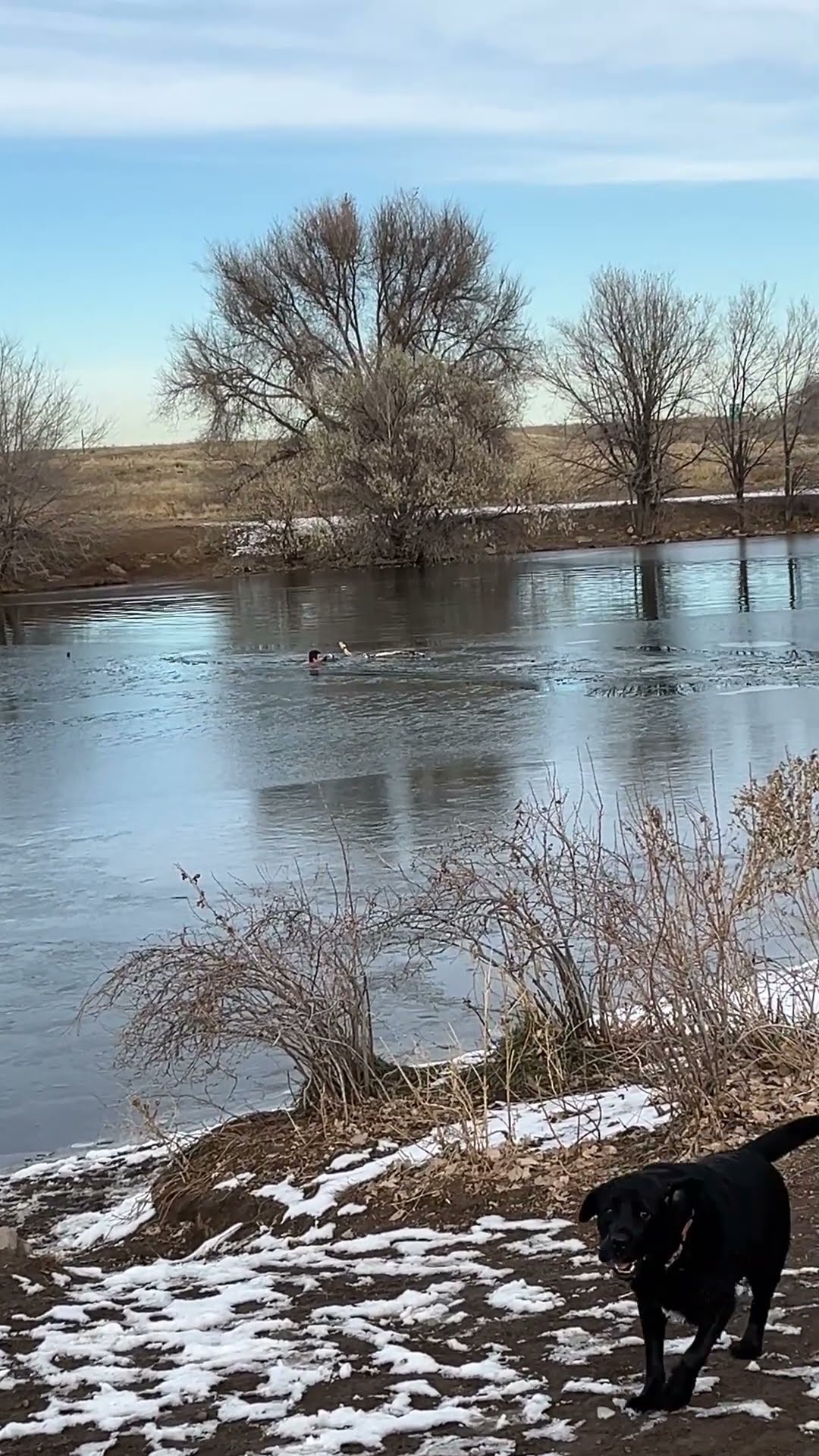 Good Samaritan Rescues Dog From Icy Pond || ViralHog