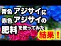 ◆ハワイアンブルーに1年間【赤い肥料】を使い続けた結果!