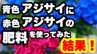 ◇The results of using red fertilizer on Hawaiian Blue for a