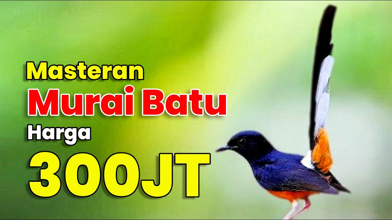 MASTERAN MURAI BATU JUARA 1 NASIONAL | MURAI BATU FULL ISIAN TEMBAKAN MEWAH